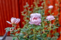 image23