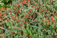 image15